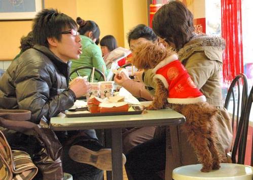 顾客带狗进餐厅，并用餐厅的餐具给狗乘饭菜，你怎么看「就餐与宠物共用餐具有哪些」 发动系统