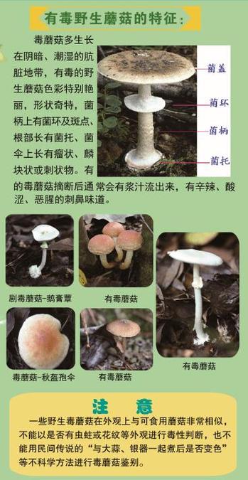 西安：夫妻误食野蘑菇中毒5天未脱险, 你怎么看「吃蘑菇中毒坚持上班有用吗」 行业资讯